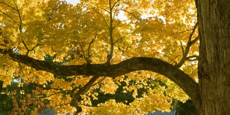 Portrait of the Artist at 79