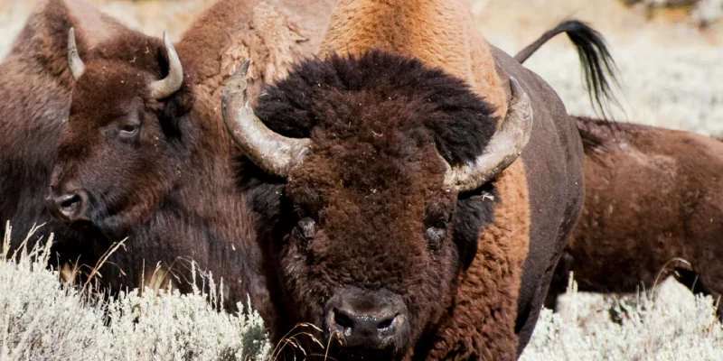 Yellowstone Bison Migrating